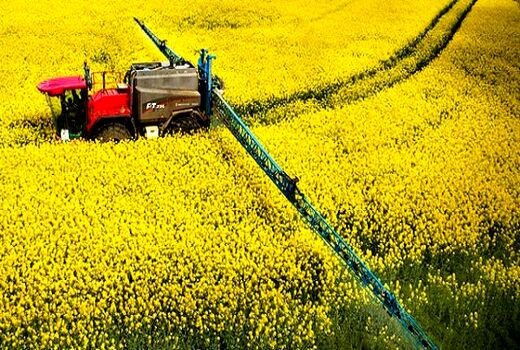 برگزاری کارگاه آموزشی شناسایی و مدیریت علف‌های هرز در مزارع کلزا و گندم در شهرستان ارزوئیه