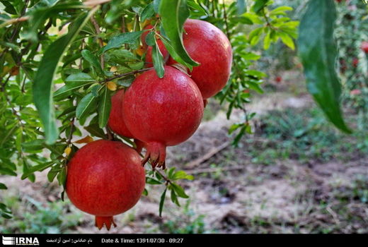 برداشت 34 هزار تن انار از باغات استان کرمان