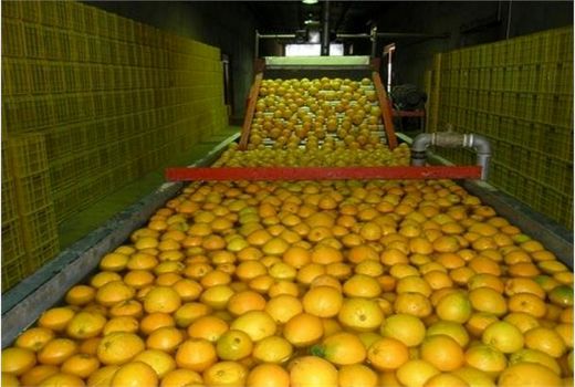 فعالیت 14 واحد سورتینگ در میاندورود/ خودداری از برداشت زودهنگام نارنگی های پیش رس