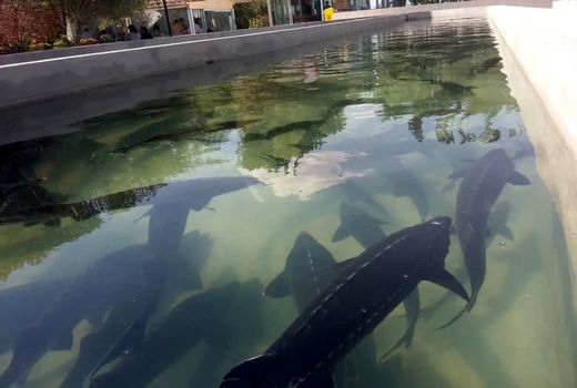 استحصال خاویار برای اولین بار در آذربایجان شرقی