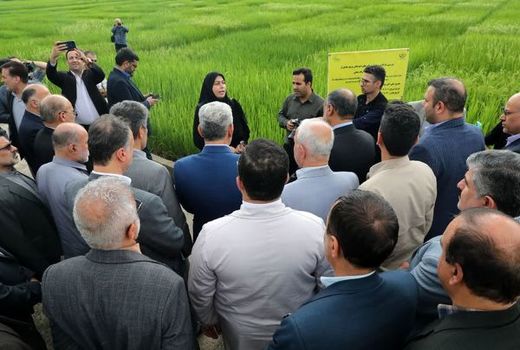 دستور وزیر جهاد کشاورزی در راستای حمایت از تولید برنج داخلی
