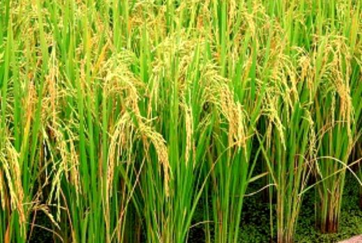 خرید 65 هزار تن شلتوک از کشاورزان 