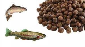 مشکلی برای تامین خوراک آبزی‌پروران استان کردستان نداریم