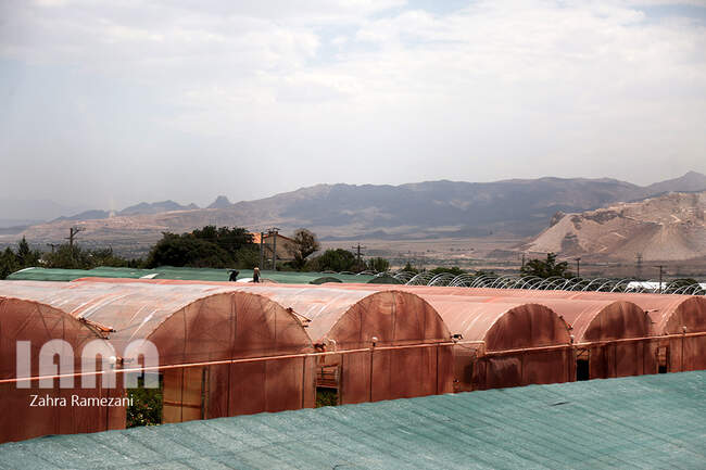 گلخانه صادراتی محلات استان مرکزی