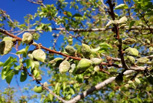 خسارت 2000 میلیارد ریالی سرما به کشاورزی استهبان