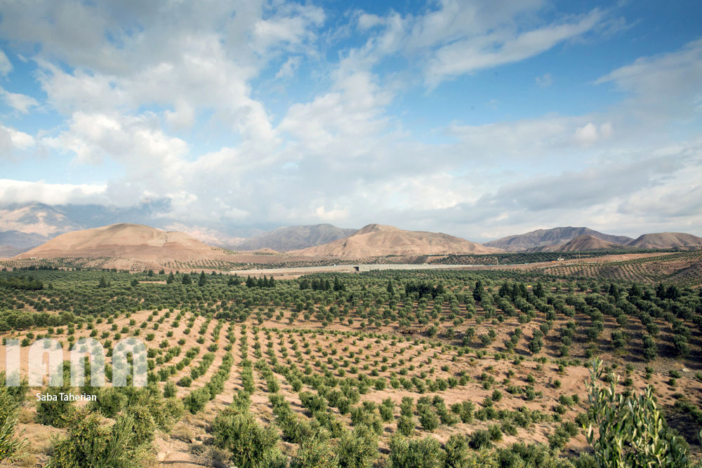  باغ بزرگ زیتون‌کشور در منجیل