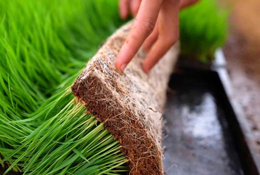 کشت هیدروپونیک نهاده‌های دامی اقتصادی نیست