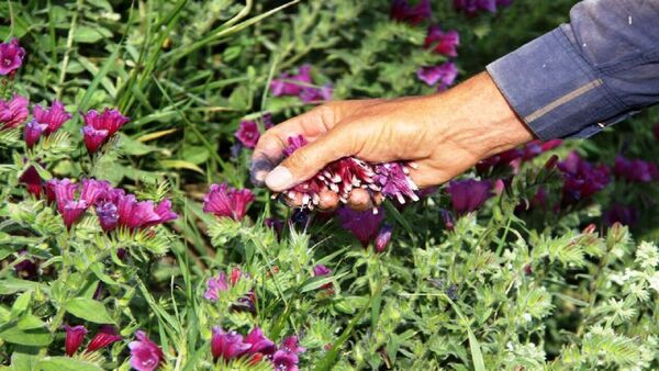 افزایش سطح زیر کشت گیاهان دارویی به بیست هزار هکتار