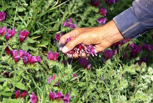 افزایش سطح زیر کشت گیاهان دارویی به بیست هزار هکتار