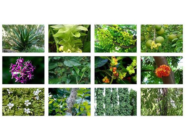 660 تن گیاهان دارویی در بهشهر تولید شد