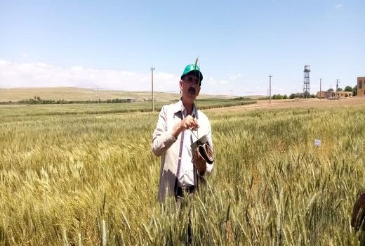 معرفی ۱۷ رقم جدید از محصولات زراعی