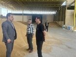 خرید بیش از ۵۳ هزار تن گندم در کهگیلویه و بویراحمد تا آغاز هفته جهاد کشاورزی