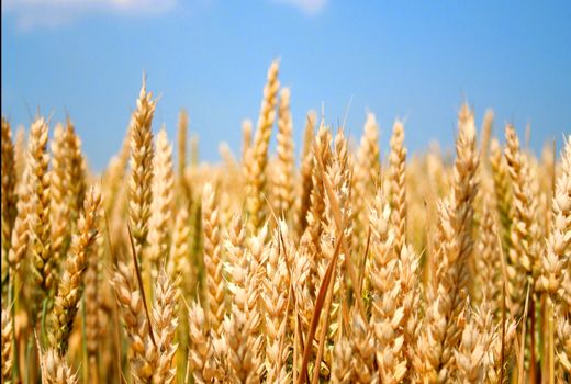 آیا غذا می تواند امنیتی شود؟