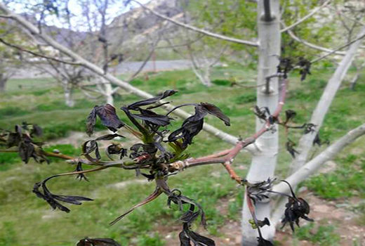 خسارت 95 هزار میلیارد ریالی سرما به کشاورزی فارس