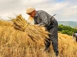 پرداخت بهای خرید تضمینی گندم در کردستان به بیش از سه هزار میلیارد ریال رسید
