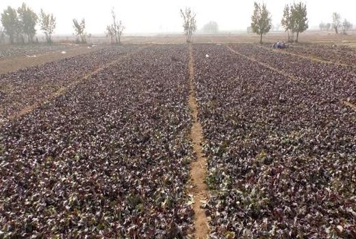 آغاز برداشتِ چغندر لبو  در برخوار