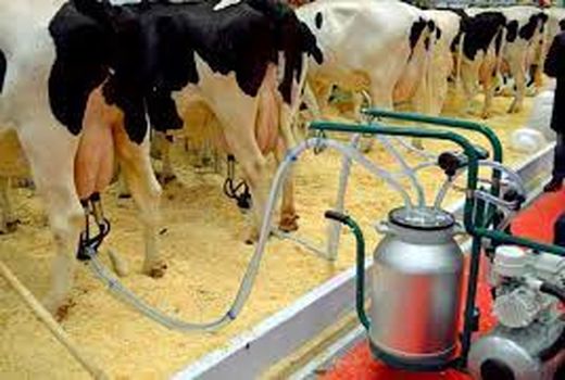 تولید  سالانه 76 هزار تن شیر خام