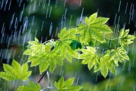 کشاورزان اسفراینی نماز شکر به جای آوردند