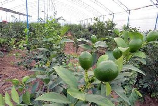 رشد 220 درصدی احداث گلخانه در جویبار