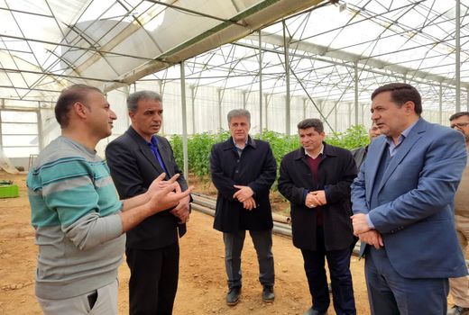 راه‌اندازی واحد سورتینگ و بسته‌بندی در گلخانه شهرستان آباده 