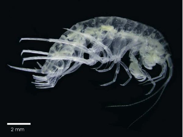 ثبت گونه‌ای جدید از سخت‌پوستان آبزی