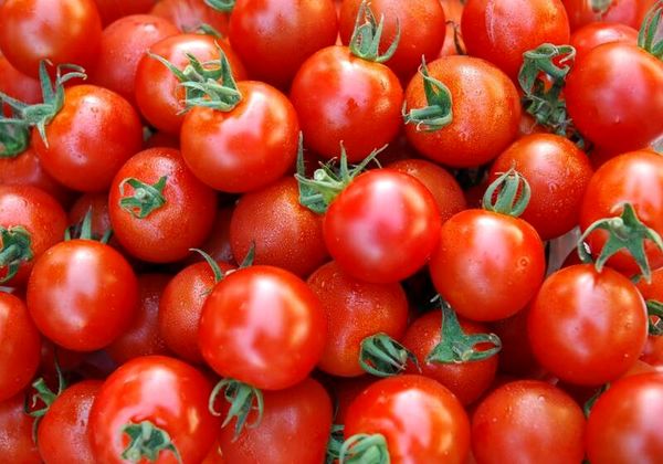 استان بوشهر؛ برداشت گوجه فرنگی خارج از فصل 