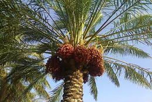 پرداخت بیش از سه میلیارد تومان اعتبار طرح توسعه و جایگزینی نخیلات در آبادان