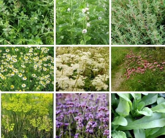 تخصیص ۱۶ میلیارد ریال تسهیلات برای علاقمندان به کشت گیاهان دارویی در  آذربایجان غربی