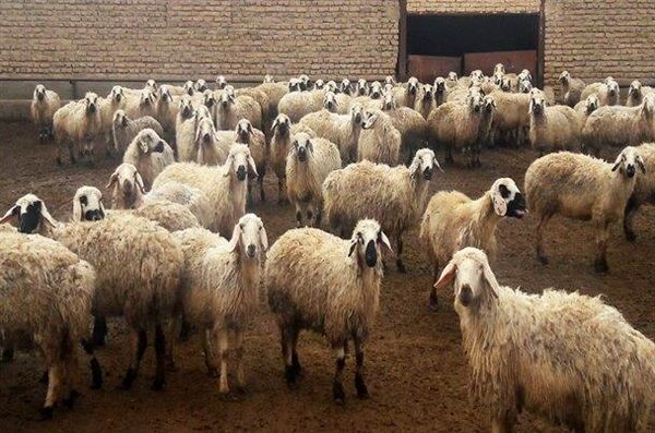 طرح ترکیب اصلاح ژنتیکی دام سبک در کوهرنگ با موفقیت اجرا شد