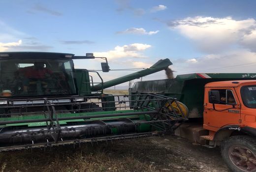 آغاز برداشت جو در سطح 3400 هکتار از مزارع شهرستان آرادان