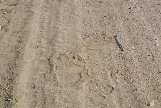 مشاهده رد پای خرس قهوه ای در پارک ملی بمو