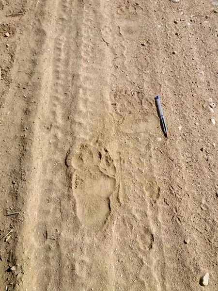مشاهده رد پای خرس قهوه ای در پارک ملی بمو