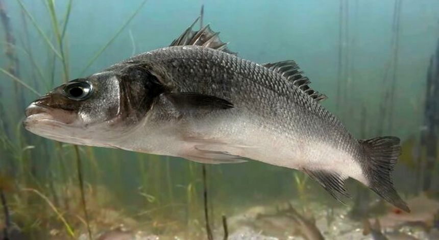 دستیابی به روش نوین در تکثیر ماهی باس دریایی