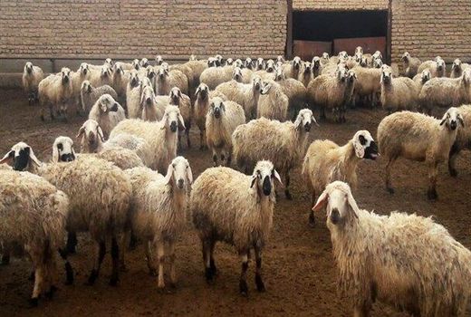 برگزاری  کارگاه آموزشی اصلاح نژاد دام در شهرستان شهربابک 