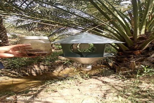 استمرار مبارزه با آفات چوب‌خوار در آبادان 