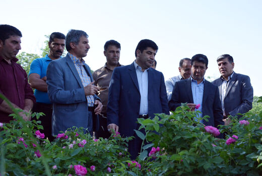 آذربایجان شرقی با ۱۰ درصد سطح زیر کشت باغات گل محمدی ، مقام پنجم کشور را دارا است  