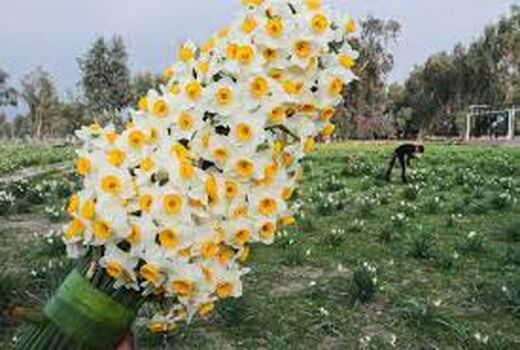 نیازمندی گل نرگس به طرح توجیهی اقتصادی در خراسان‌جنوبی