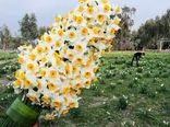 نیازمندی گل نرگس به طرح توجیهی اقتصادی در خراسان‌جنوبی