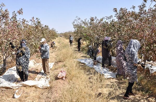 آغاز برداشت پسته در شهرستان سیرجان