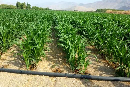آغاز فصل کاشت ذرت در سطح ۷۰۰ هکتار مزارع استهبان