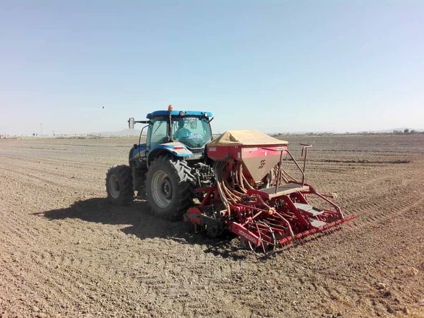 ۱۲۲۰ هکتار از اراضی زراعی شهرستان نقده زیر کشت دانه روغنی کلزا رفت