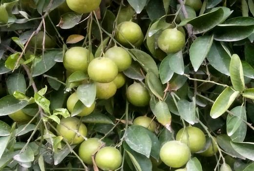 تولید 290 هزار تن لیمو شیرین از باغات قیروکارزین