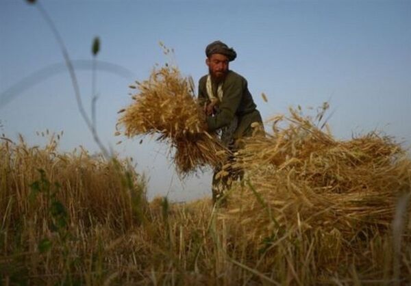برداشت گندم از مزارع کردستان آغاز شد