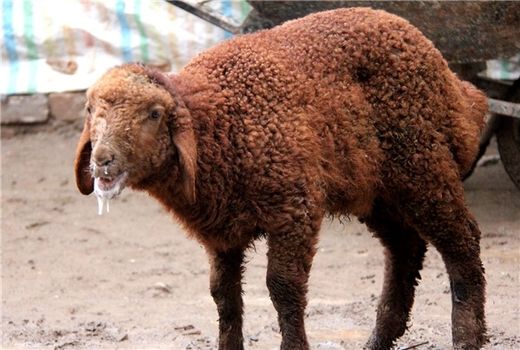 شناسایی و مختومه‌شدن هشت کانون بیماری تب برفکی در چهارمحال و بختیاری