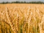 17500 تومان؛ نقطه تعادل خرید تضمینی گندم