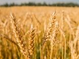 17500 تومان؛ نقطه تعادل خرید تضمینی گندم