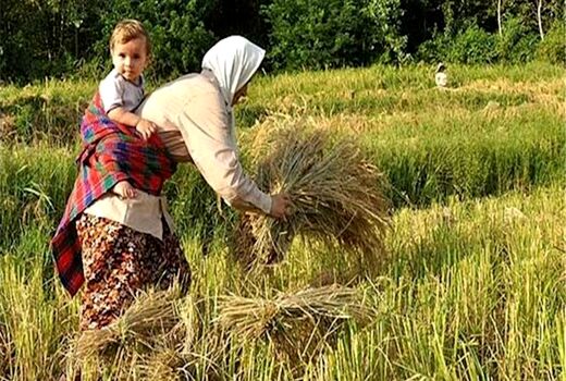 تدوین آیین‌نامه برای رونق کسب‌وکار زنان روستایی و عشایری/ دستگاه‌های متولی هم‌افزایی کنند

