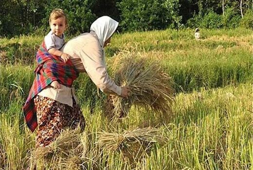 تدوین آیین‌نامه برای رونق کسب‌وکار زنان روستایی و عشایری/ دستگاه‌های متولی هم‌افزایی کنند

