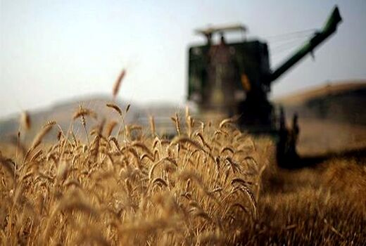 خرید تضمینی بیش از 4.4 میلیون تن گندم از کشاورزان