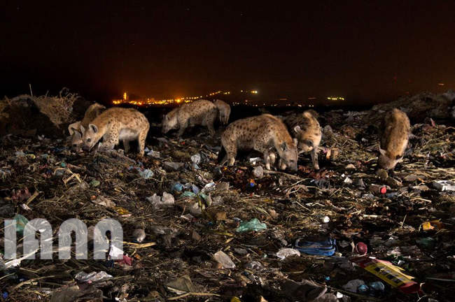 آلودگی پلاستیک